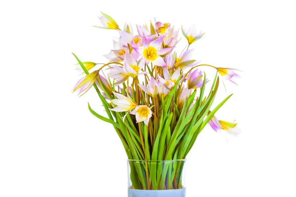 Ensimmäinen kevät kukat — kuvapankkivalokuva