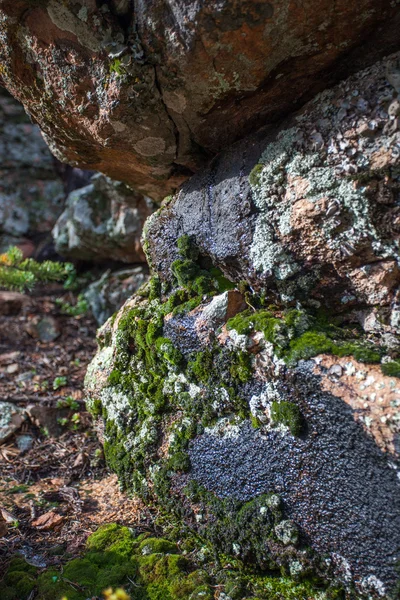 在森林里的苔藓岩 — 图库照片