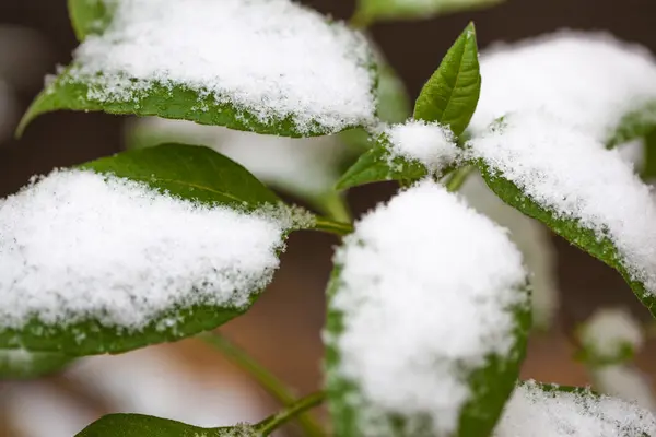 Groene bladeren onder de sneeuw — Stockfoto