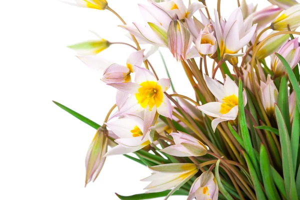First spring flowers — Stock Photo, Image