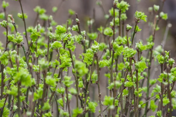 Primavera hojas frescas fondo —  Fotos de Stock