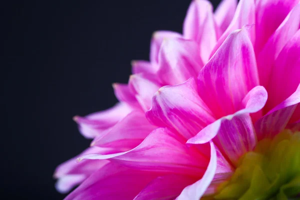 Flor de Paeonia rosa . — Fotografia de Stock