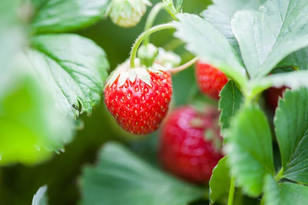 Erdbeere in Blättern. — Stockfoto