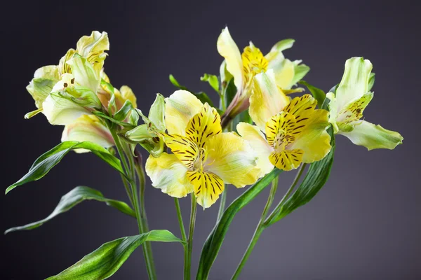 Alstroemeria Lilly flowers in grey background — Stock Photo, Image