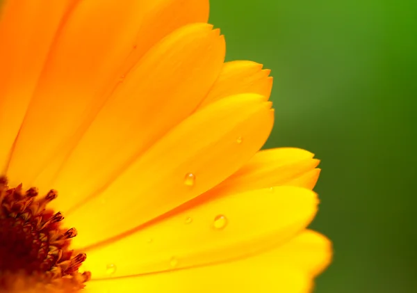 Bela flor de calêndula — Fotografia de Stock