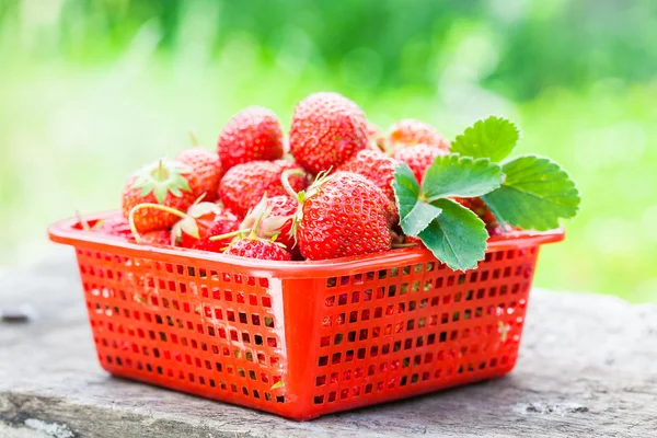 Fresa en tazón rojo —  Fotos de Stock