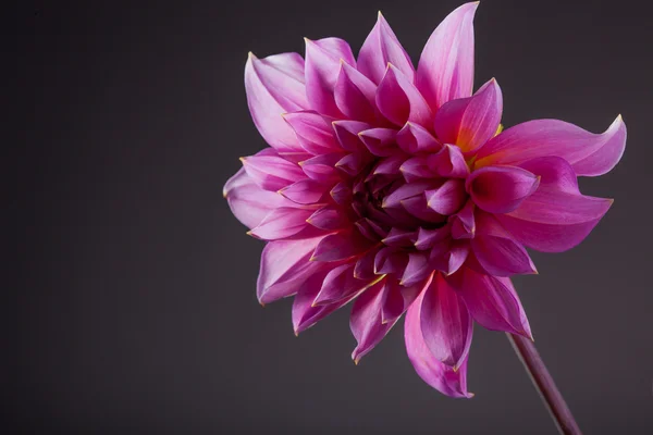 Pink Paeonia close-up - Stock-foto