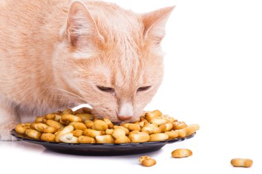 Kırmızı kedi yemek balık şekil tanımlama