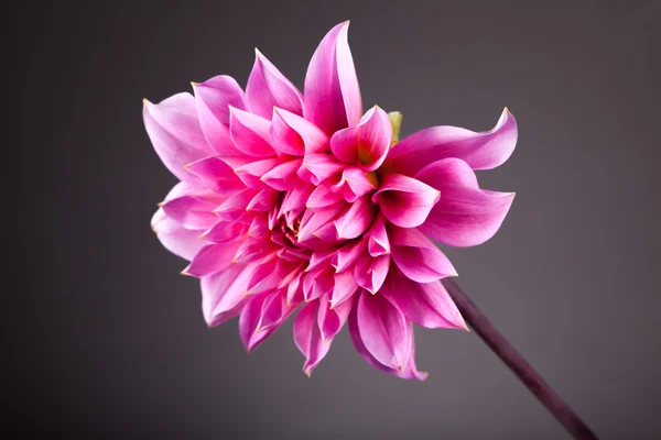 Pink Paeonia close-up — Stock Photo, Image