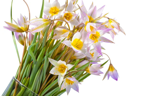 First spring flowers — Stock Photo, Image