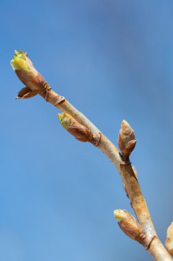 Akçaağaç yaprağı bud