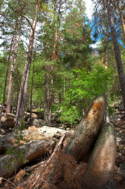 taş ormanı içinde