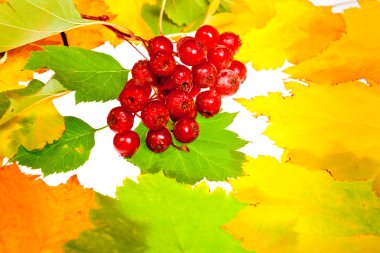 sonbahar yaprakları