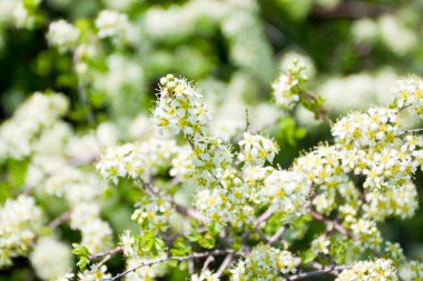 Küçük çiçekler ve yapraklar
