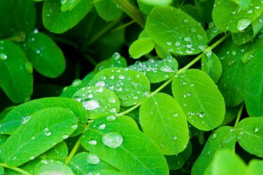 Yaprağın üzerindeki su damlaları