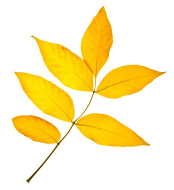 sonbahar yaprakları