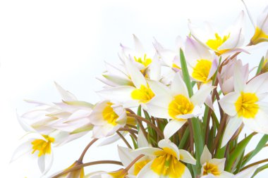 İlk bahar çiçekleri