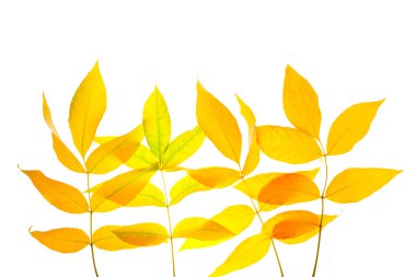 sonbahar yaprakları