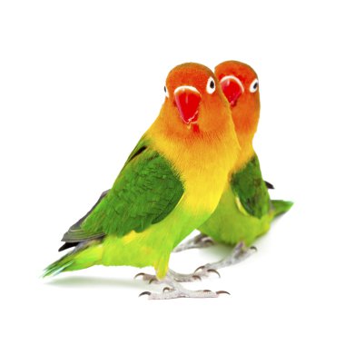 Pair of lovebirds agapornis-fischeri clipart