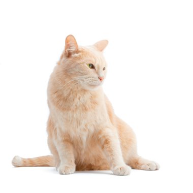 kedi beyazı izole etti