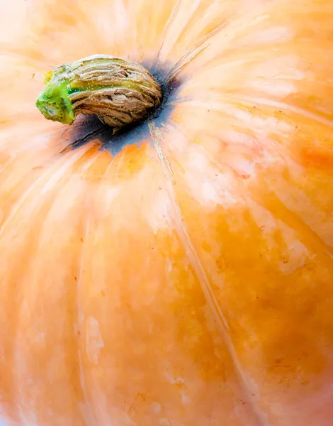 Fondo de calabaza —  Fotos de Stock