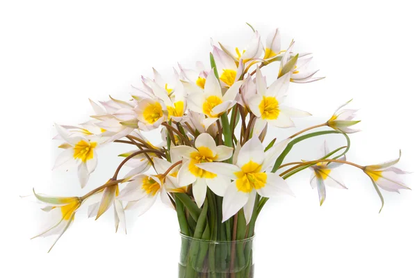 First spring flowers — Stock Photo, Image