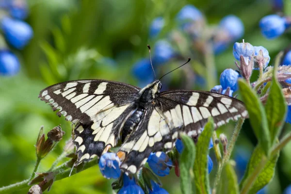 Closeup borboleta — Fotografia de Stock