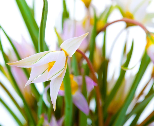 First spring flowers — Stock Photo, Image