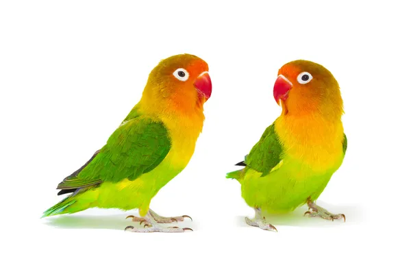 Pair of lovebirds agapornis-fischeri — Stock Photo, Image