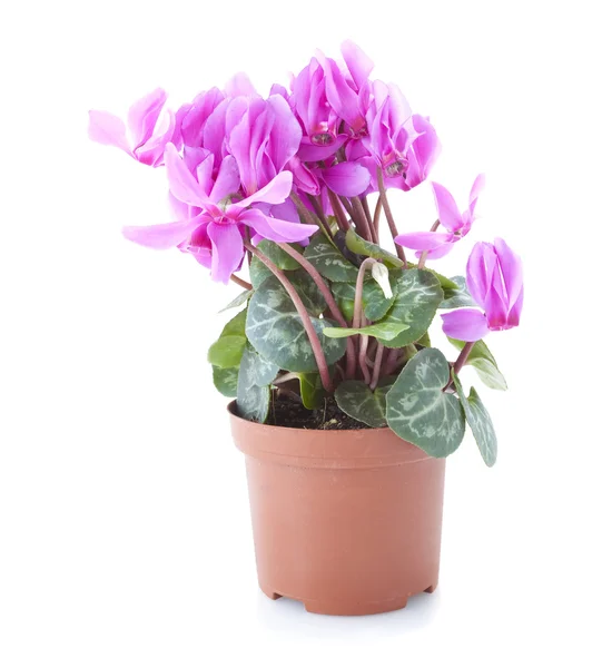 Cyclamen flower — Stock Photo, Image