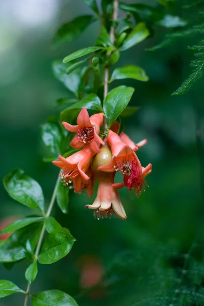 Rosa blomma — Stockfoto