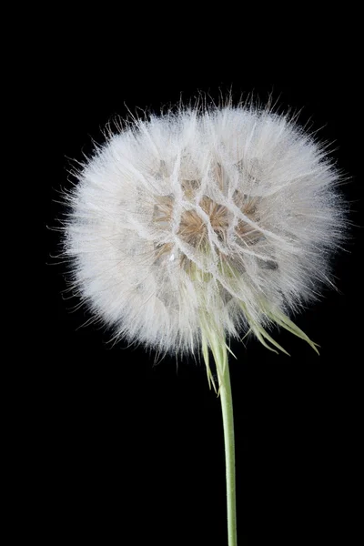 Big dandelion — Stock Photo, Image