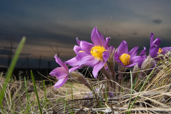 Gosling flowers — Stock Photo, Image