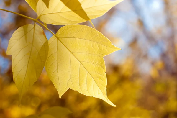 Sunny autumn leaves — Stock Photo, Image