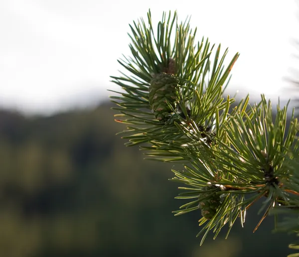 Pine branch — Stockfoto