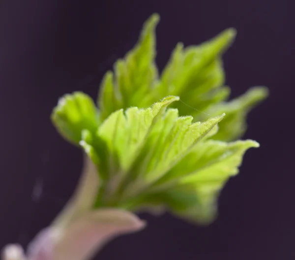 Maple leaf bud — Stock Photo, Image