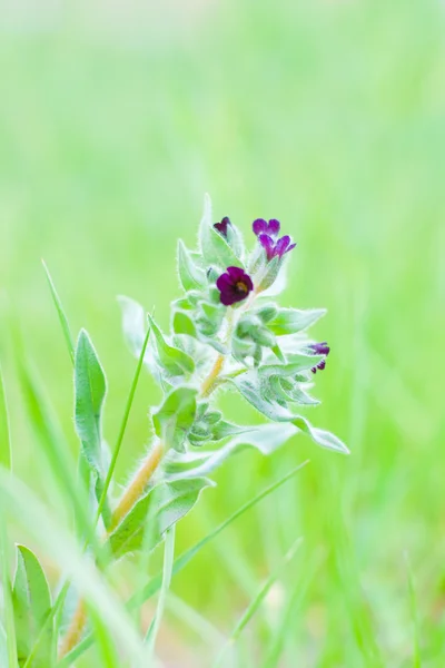 Fiori viola su verde — Foto Stock