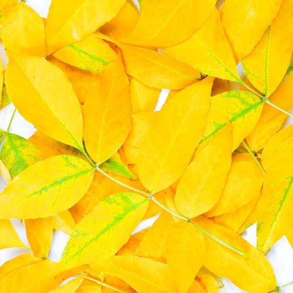 Doku sarı yapraklar — Stok fotoğraf