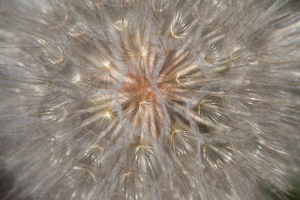 Umbels de dente de leão — Fotografia de Stock