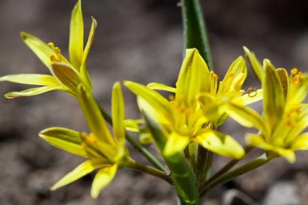 Yellow primrose Gagea — Stock Photo, Image