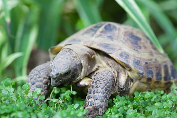 Kaplumbağa besleme — Stok fotoğraf