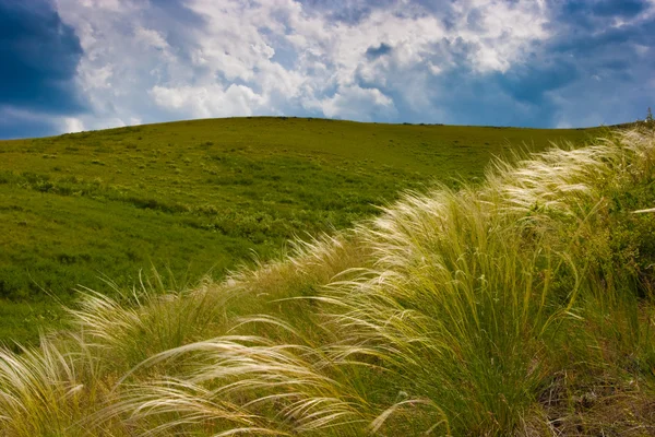 Gras op heuvel — Stockfoto