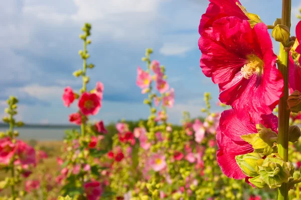 Red mallow — Stock Photo, Image