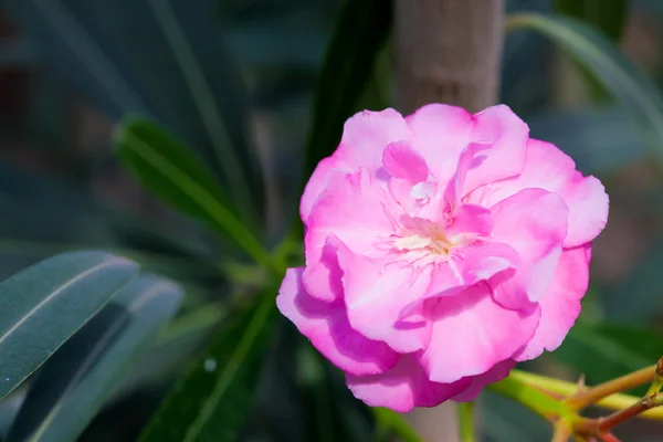 Pink flower — Stock Photo, Image