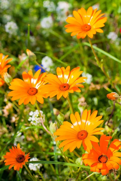 Fiore vibrante — Foto Stock