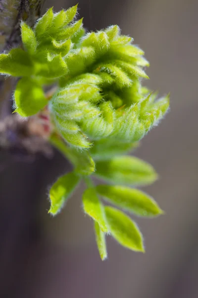 葉の芽 — ストック写真