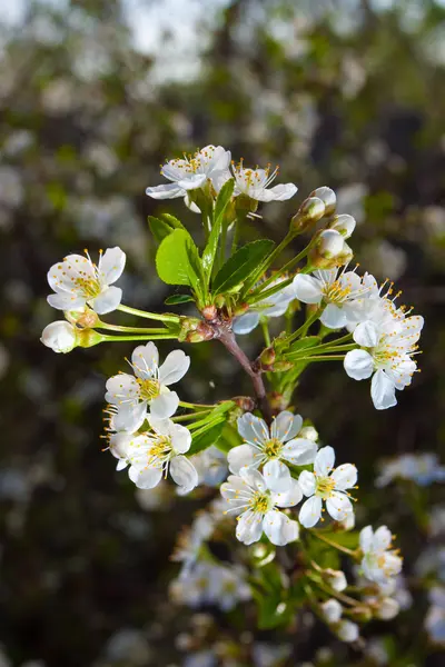 Pflaumenbaumblüten — Stockfoto