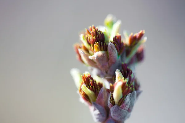 Maple leaf bud — Stock Photo, Image