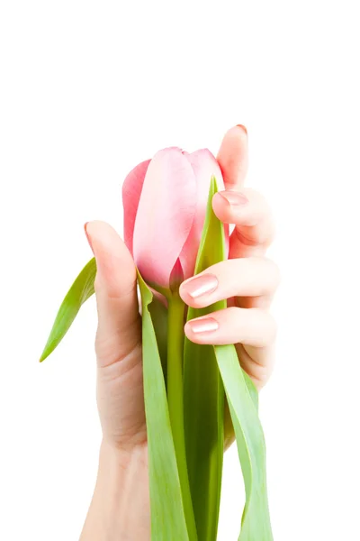 Pink tulip in the hand — Stock Photo, Image