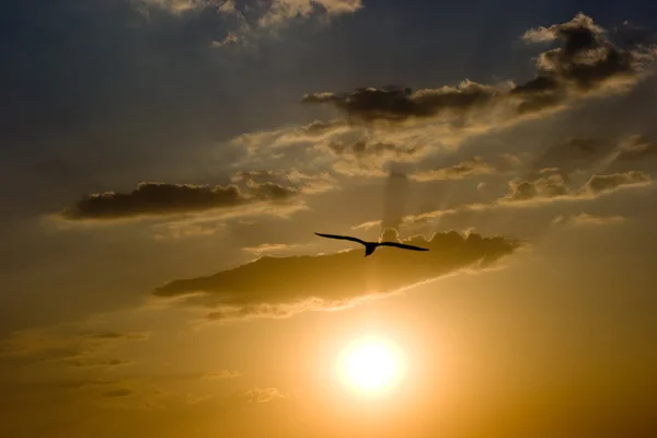 Bird at sunset — Stock Photo, Image